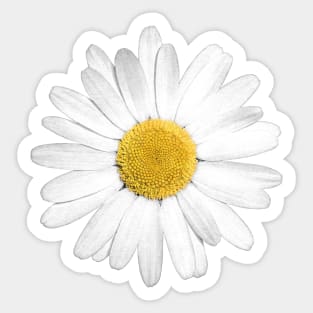 White Marguerite Daisy Flower Sticker